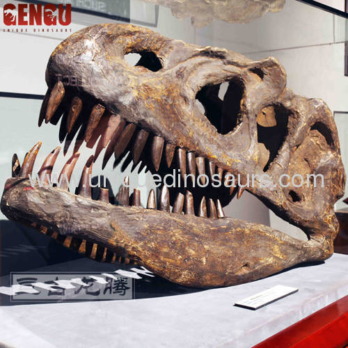 Dinosaur Fossil Replicas Allosaurus skull