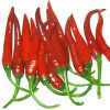 fresh red chilli