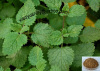 Lemon Balm Leaf Extract lily@botanicealextraction