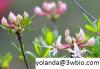 Rhododendron Caucasicum Extract 50% Polyphenols