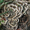 Coriolus Versicolor P.E.