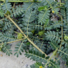 Tribulus Terrestris Extract