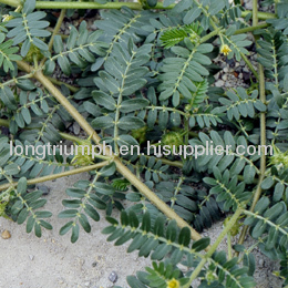 Tribulus Terrestris Extract