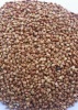 Roasted buckwheat kernel
