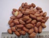 peanut kernal long shape