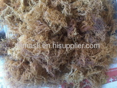 SPINOSUM SEAWEED