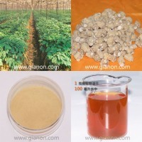 American Ginseng Root Extract