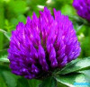 red clover plant extract
