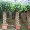 Ficus cage shape