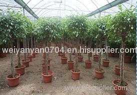 Ficus benjamina (five made up)