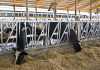 cattle equipment cattleheadlocks dairy headlocks IN-M084