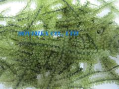 Seaweed(seagrape)