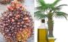 Automatic continuous palm fruit Oil pressing machine