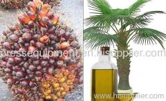 Automatic continuous palm fruit Oil pressing machine