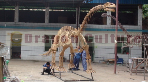 dinosaur skeleton for dinosaur fossil replica