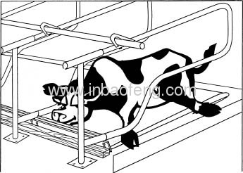 cattle equipment cattle free stall cow comfort figure IN-M140