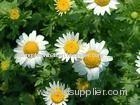 Feverfew extract