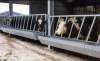cattle equipment cattle free stall cattle feed troughs IN-M141
