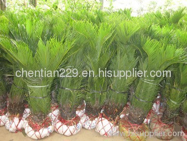 Cycas revoluta