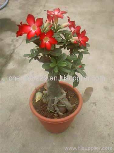 Adenium Obesum