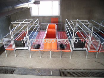 high quality galvanized pipe pig farrowing crate