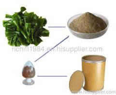 kelp extract powder