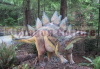 life size dinosaur for outdoor playground