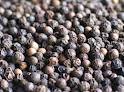 Black pepper seed