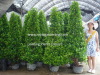 Ficus panda ( pyramid shape and 3 steps)