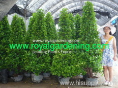 Ficus panda ( pyramid shape and 3 steps)