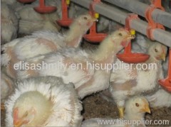 Broiler Nipple Drinking System for Poultry Farm Equipment