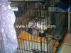 Hot selling dog crate dog cage IN-M052