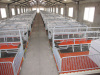 Good quality galvanized pipe sow farrowing crate