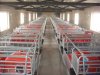 Euro style limited sty galvanized pipe pig farrowing crates