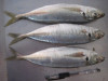 Horse mackerel