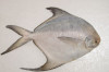 Silver pomfret