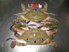 Three spot crab