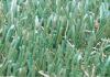 11000Dtex Fake Decoration Outdoor Artificial Grass Lawns w/ Yarn Height 30mm,Gauge 3/8