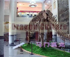 Dinosaur museum equipment of life size dinosaur skeleton
