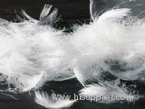 washed white duck feather