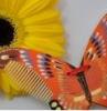 Color Painted Decorative Comb