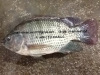 China Frozen Black Tilapia Fish Gutted Gilled Scaled (Oreochromis Niloticus/Oreochromis Mossambicus)
