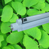 T5 Fluorescent lamp