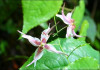 Epimedium Plant Extract