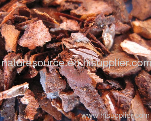 Pine Bark Plant Extract