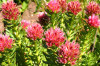 Rhodiola Rosea Plant Extract