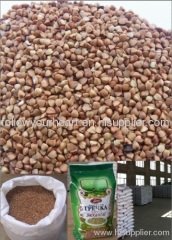 2012 new crop roasted buckwheat kenel