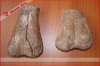 Fossil of dinosaur's leg for exhihition show