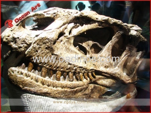 Fiberglass Fossil Replicas Yangchuanosaurus skull