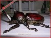 Outdoor theme park fiberglass insects model